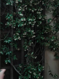 Forbidden Desire：My Mated Stripper - Episode 27