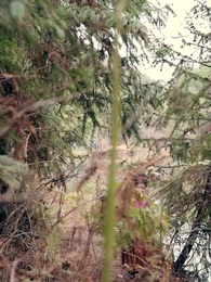 ท่านพ่อของเรากลายเป็นอ๋องไปเสียแล้ว - Episode 7