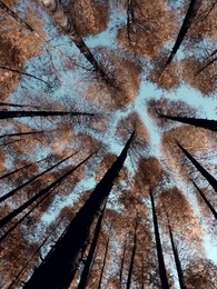 Episode 13 - Ayah Tawanan Jadi Raja