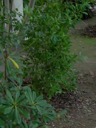 Episodio 25 - La Rinascita della CEO