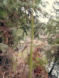 Episode 7 - Ayah Tawanan Jadi Raja