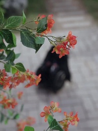 Geng Emas - Episode 24