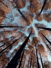 13화 - 약탈혼 해온 아빠가 왕이었다니