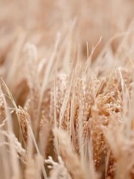 第1集 - 糧食安全大如天