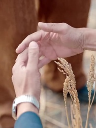 第31集 - 糧食安全大如天