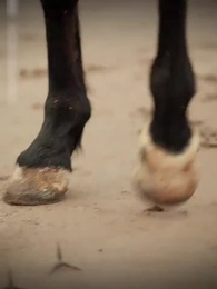 Episode 28 - A-courtin' Too Slow