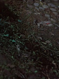 呼嘯村莊 - Episode 11