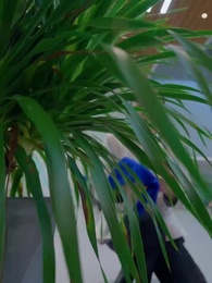 Episode 32 - Tangled in Lies