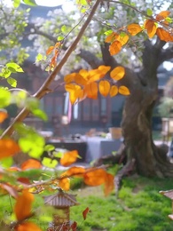 Palace Survival 101 - Episode 16