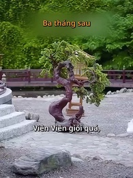 Tập 81 - Không Phụ Cảnh Ninh