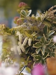 Rubando il mio Alfa Ghiacciato - Episode 28