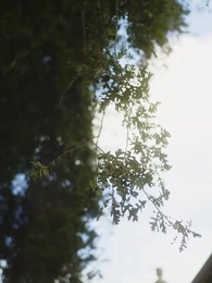 Episodio 55 - Rubando il mio Alfa Ghiacciato