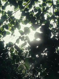 Verbotener Alpha: Das Schicksal der Mondgöttin - Episode 1