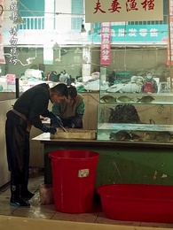 第3集 - 兄弟齊心