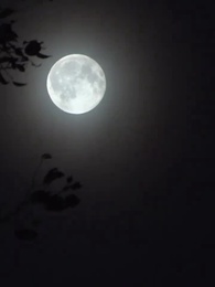 姫様は偽りの月を仰ぐ - Episode 55