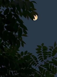 花朝夢又醒 - Episode 2