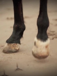 ตำนานรักดอกไห่ถาง - Episode 28