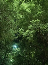 第35集 - 親愛的，我要結婚了