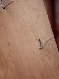 第36集 - 王爺你家四寶又掀翻京城了