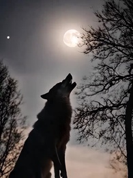 L’Alpha e la sua prescelta - Episode 1