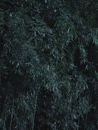 第60集 - 莫道不識君