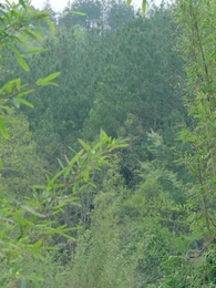 第26集 - 引朱砂