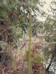 Episódio 7 - Roubei um Príncipe e Virei Rainha