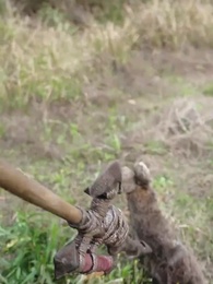 Tình Yêu Thuở Khai Hoang - Episode 13