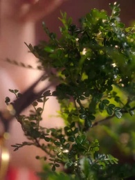 第29集 - 相思月明人倚樓