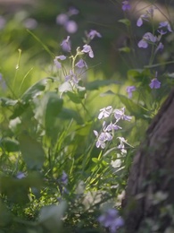 第41集 - 求你別煩我