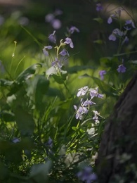 第31集 - 求你別煩我