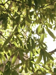 第35集 - 八零好孕甜妻