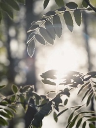 Surrogata del Presidente Alpha - Episode 29