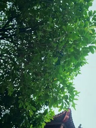 第17集 - 誅天大主宰