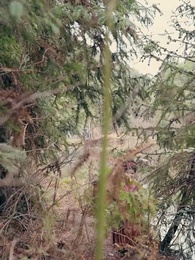 Episodio 7 - Robé un Esposo y Me Dieron un Príncipe