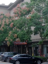 第43集 - 嬌寵難逃