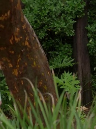 Épisode 33 - Enceinte Après une Nuit avec un Alpha