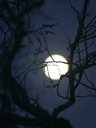 第36集 - 誤闖女兒國