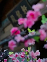 第38集 - 神醫毒妃