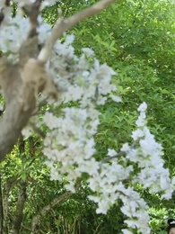 第61集 - 戀愛腦後宮求生指南