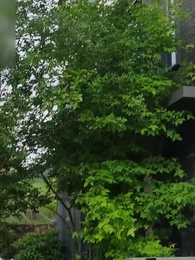 [Dubbed]When Love Goes Unspoken - Episode 27