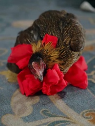 Dekapan Sang Rembulan - Episode 23