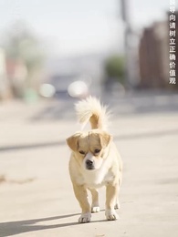 棄少歸來我纔是大少爺 - Episode 104