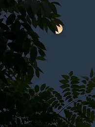 Giấc Mộng Hoa Sớm Tỉnh - Episode 2