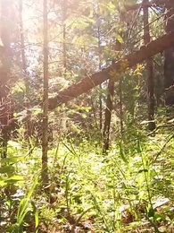 Episodio 43 - Un amore per destino