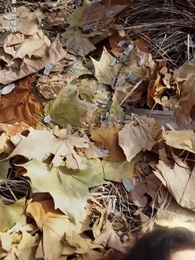 第2集 - 美女總裁獨寵我