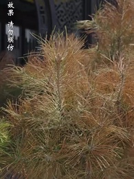 第14集 - 至誠之道