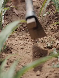 孝子歸巢 - Episode 1