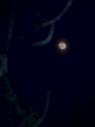 醫者為王，被迫離婚後我向全世界攤牌 - Episode 84