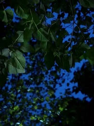 Episódio 53 - Grávida Após Ser Rejeitada pelo Alfa